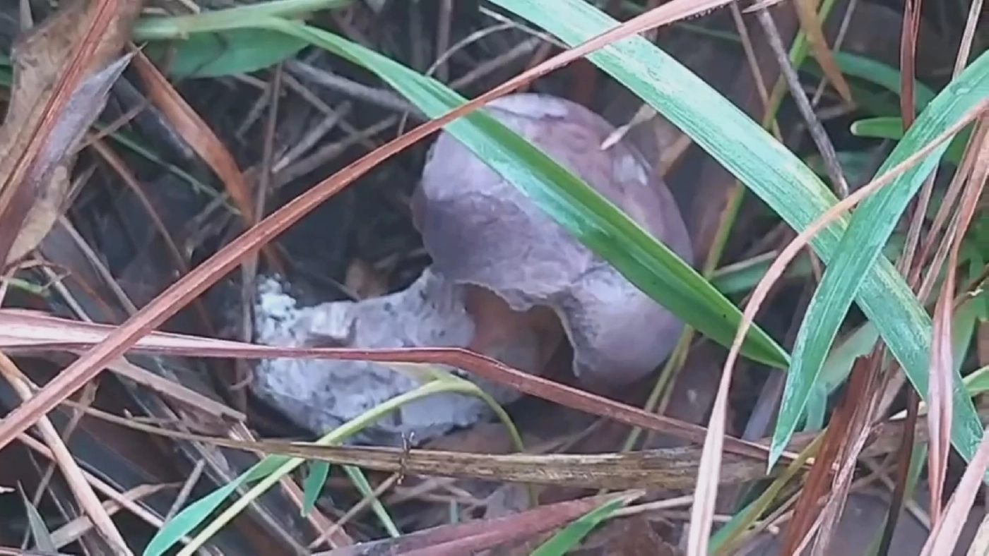 ชาวบ้านแห่เก็บ "เห็ดเหม็ด" รายได้พุ่งวันละ 1,000 บ.