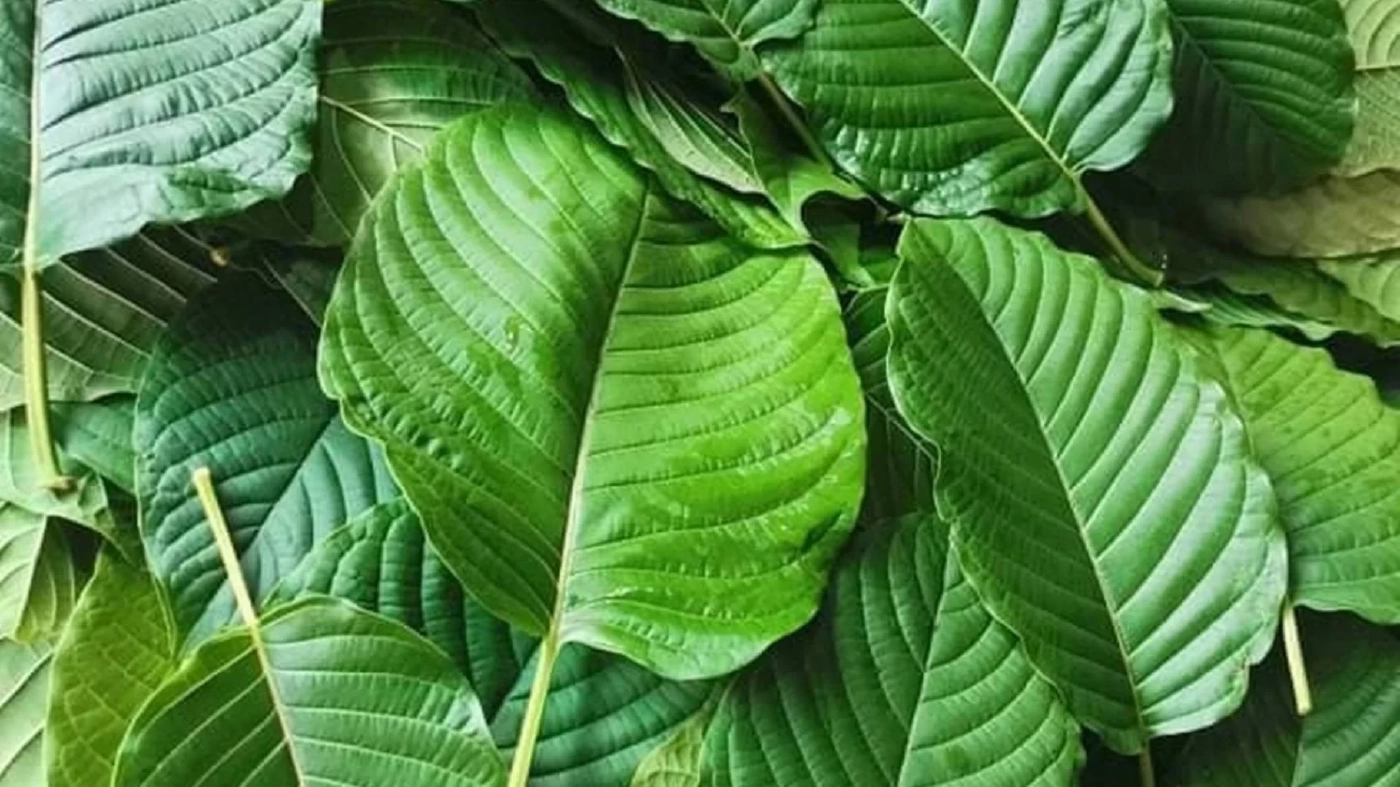 พืชกระท่อม