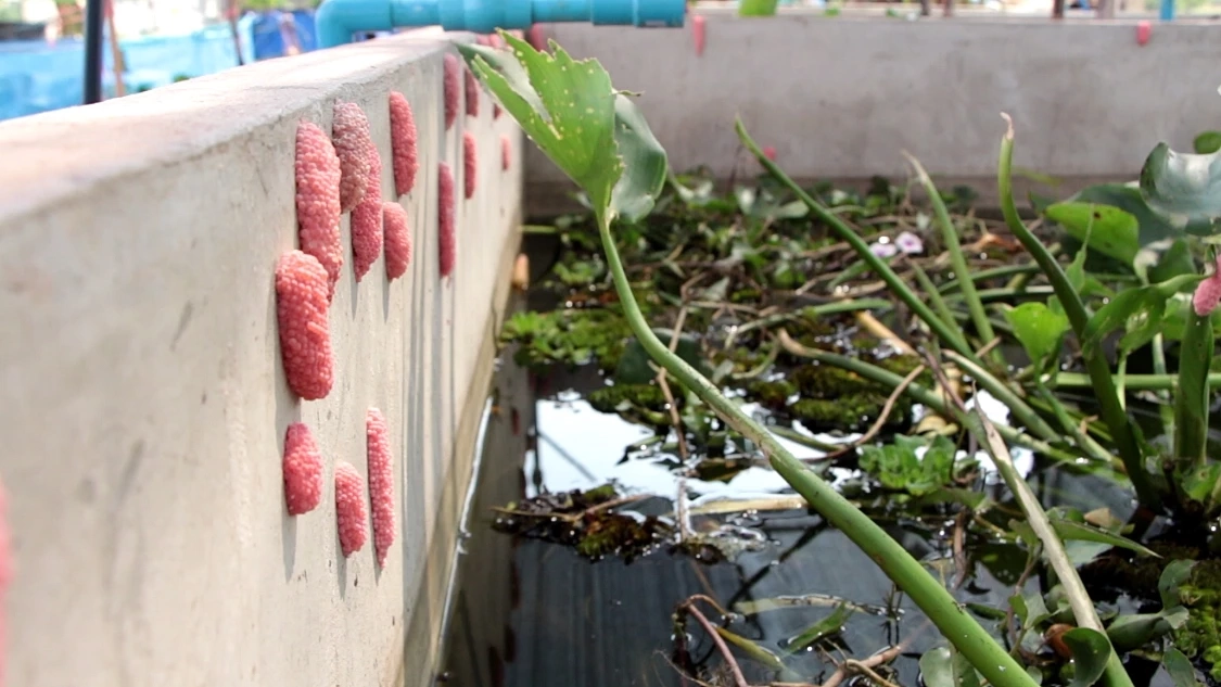 ทึ่งเลี้ยง“หอยเชอรี่สีทอง”ขายสร้างรายได้เดือนละแสน