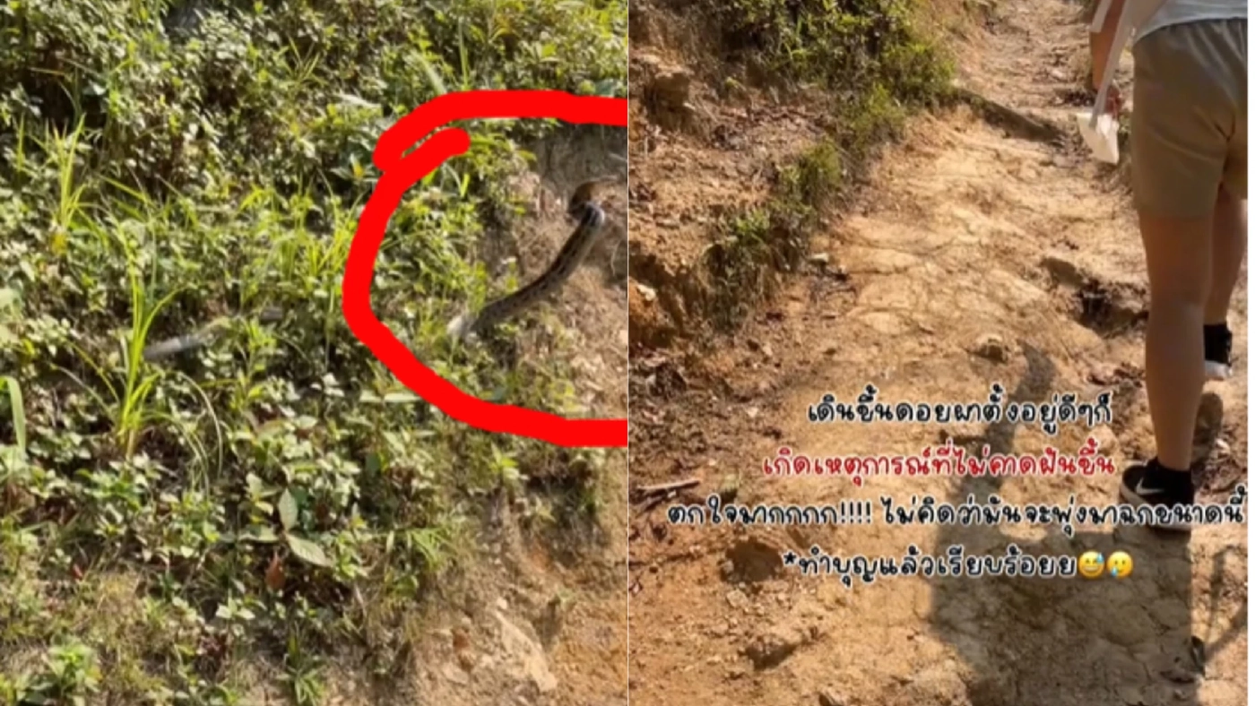 สาวโพสต์คลิปถูกงูฉกขณะเดินขึ้นดอย