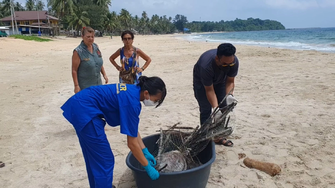 สลดพบซากเต่าตนุติดกับลอบหมึกชาวประมง ถูกคลื่นซัดเกยหาด