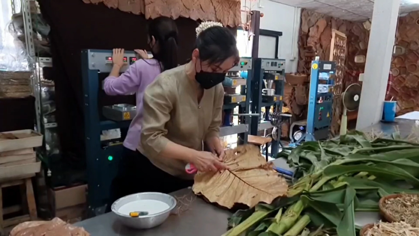 'ใบตองตึง' สร้างรายได้เดือนละหมื่นห้า-แก้ไฟป่า