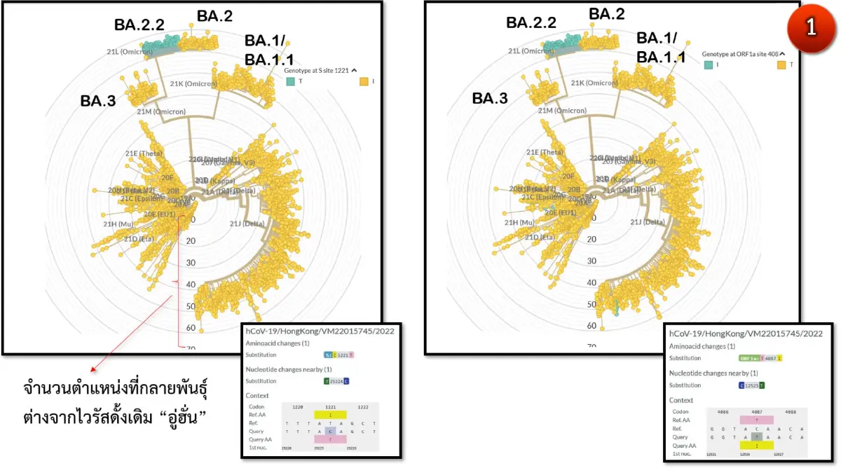กลายพันธุ์แล้ว"โอมิครอน" จาก BA.2 เป็นสายพันธุ์ย่อย BA.2.2 ฮ่องกง โดนอ่วม