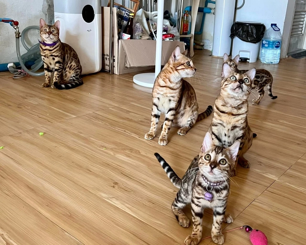 เร่งหาบ้านใหม่ให้น้องแมว 17 ชีวิต เผยเจ้าของป่วยหนัก-ระยะสุดท้าย