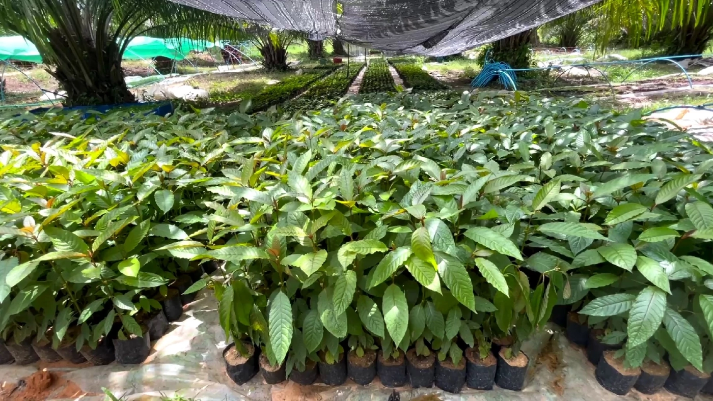 เสียบยอดพืชกระท่อม 3 สายพันธุ์ขายต้นละ 1 หมื่น