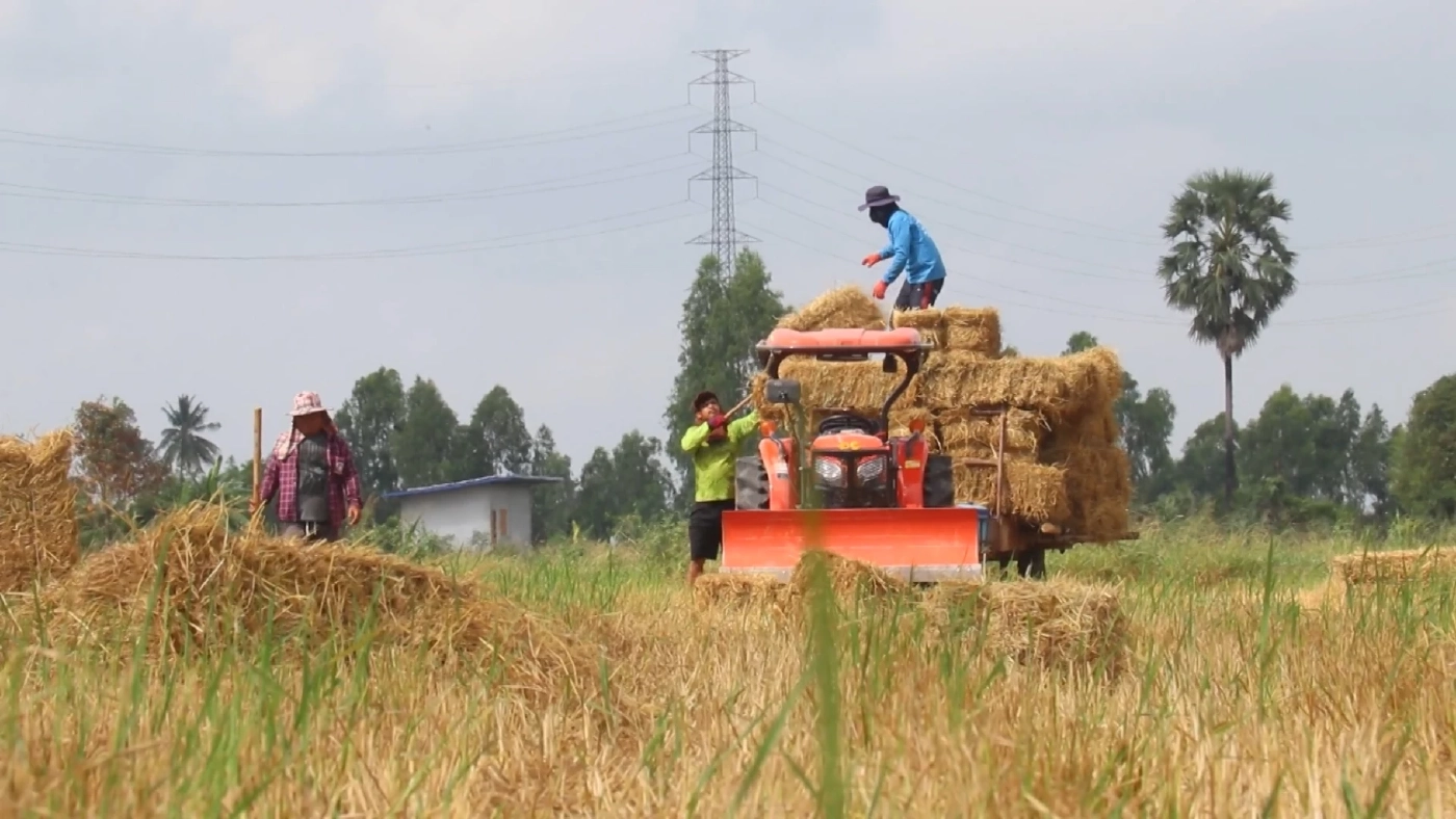 'ฟางข้าว' สร้างรายได้-ลดมลพิษในอากาศจากการเผา