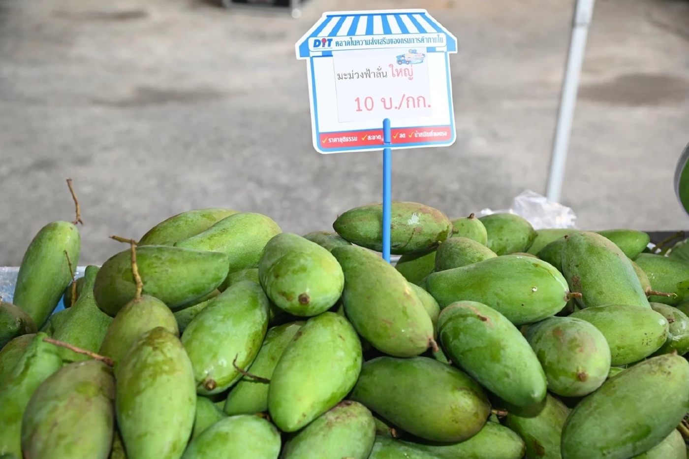 ชาวสวนเฮ กรมการค้าภายในรับซื้อ"มะม่วงฟ้าลั่น"หวังกระจายผลผลิตขายได้ราคา