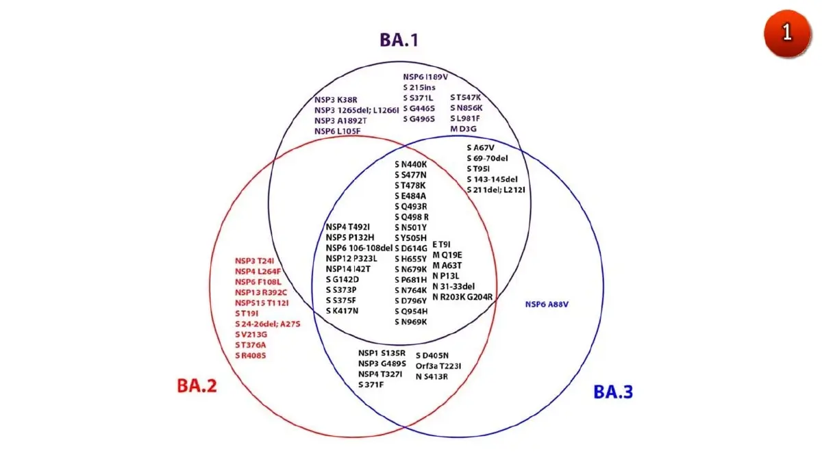 BA.1 บริเวณหนามกลายพันธุ์ต่างไปจาก BA.2