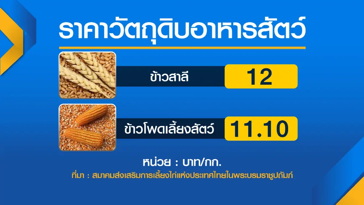 ผู้เลี้ยงไก่จี้รัฐเร่ง ‘คุม’ ราคาวัตถุดิบอาหารสัตว์