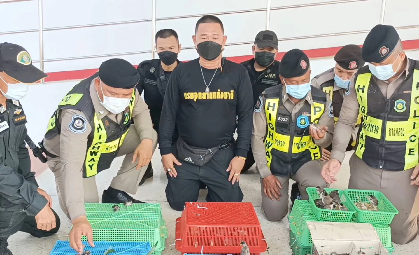 จับนกปรอดหัวจุก 300 ตัว ยัดในลังพบหลายตัวร้อนตาย