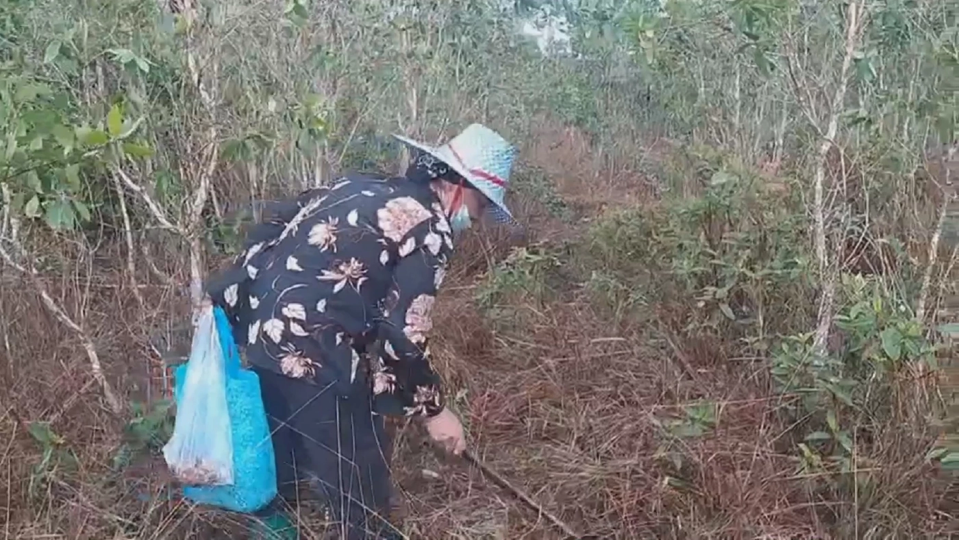 ชาวบ้านแห่เก็บ "เห็ดเหม็ด" รายได้พุ่งวันละ 1,000 บ.