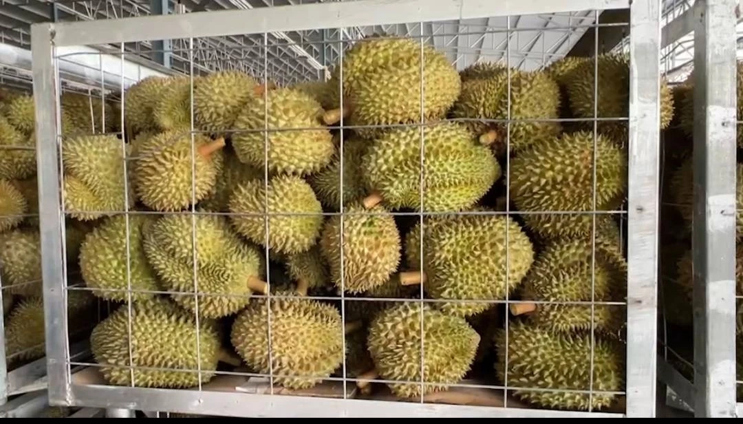 เอาหล่ะสิ"ประภัตร" ยอมรับ"ทุเรียนไทย"ปนเปื้อนโควิด ร่วมมือจีนเร่งตรวจสอบ