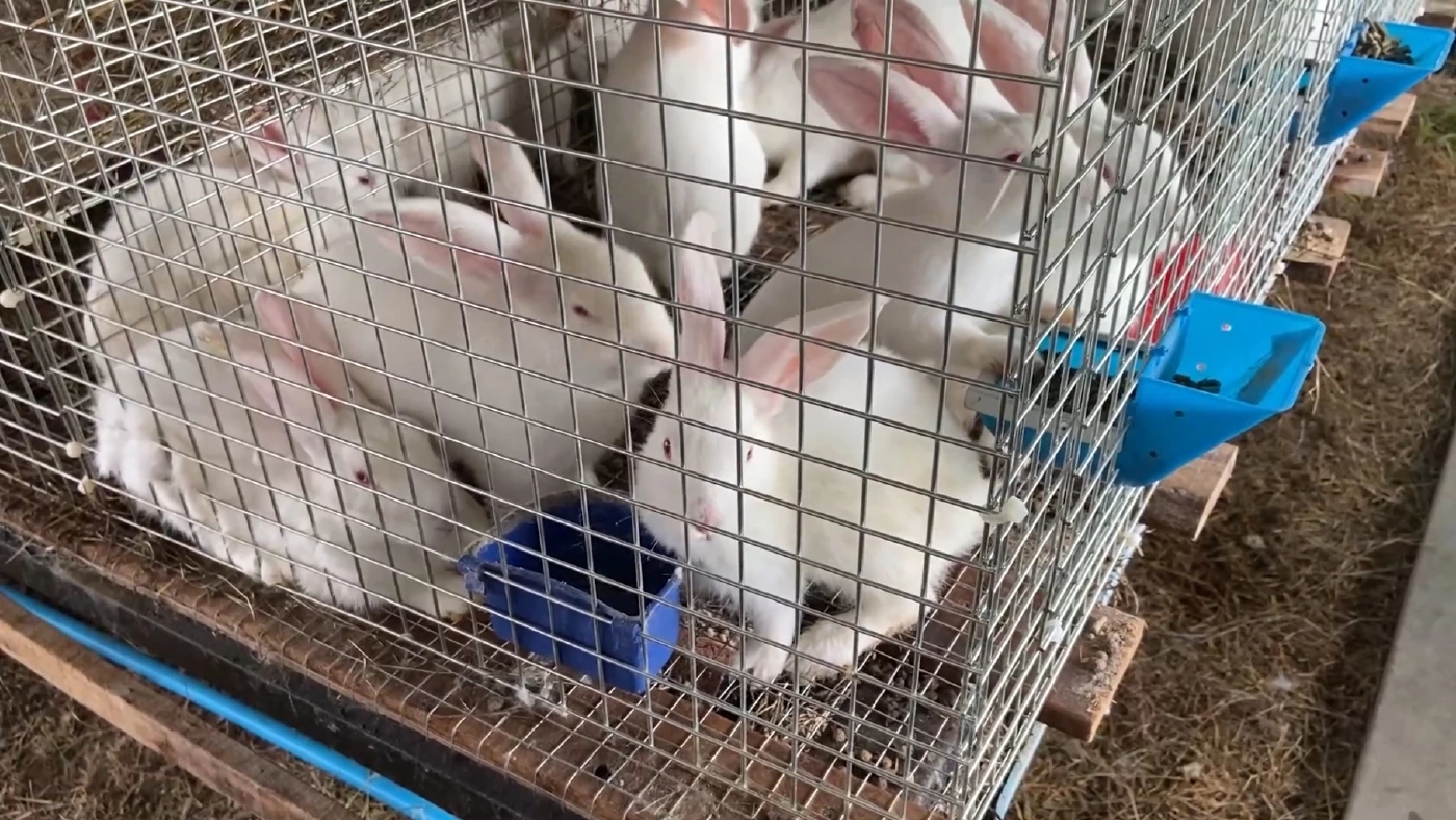 กระต่ายเนื้อต้นทุน 'ต่ำ' สุดปังราคาสูง 150 บาท/กก.