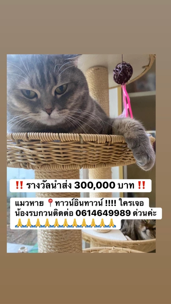 เจ้าของโพสต์ตามหา "แมวหาย" ตั้งรางวัลสินน้ำใจ 3 แสนบาท 