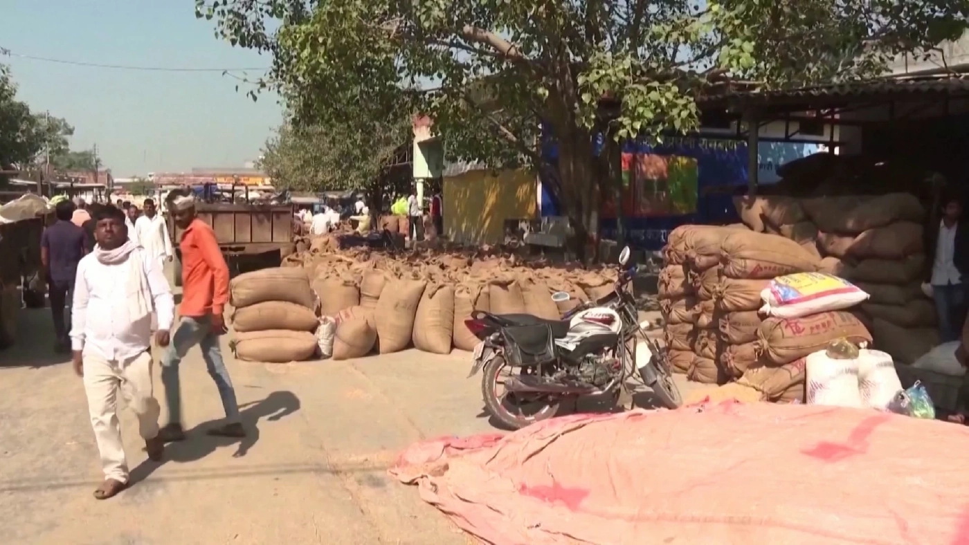 ยุ้งข้าวสาลีอินเดียช่วยโลกได้จริงหรือไม่