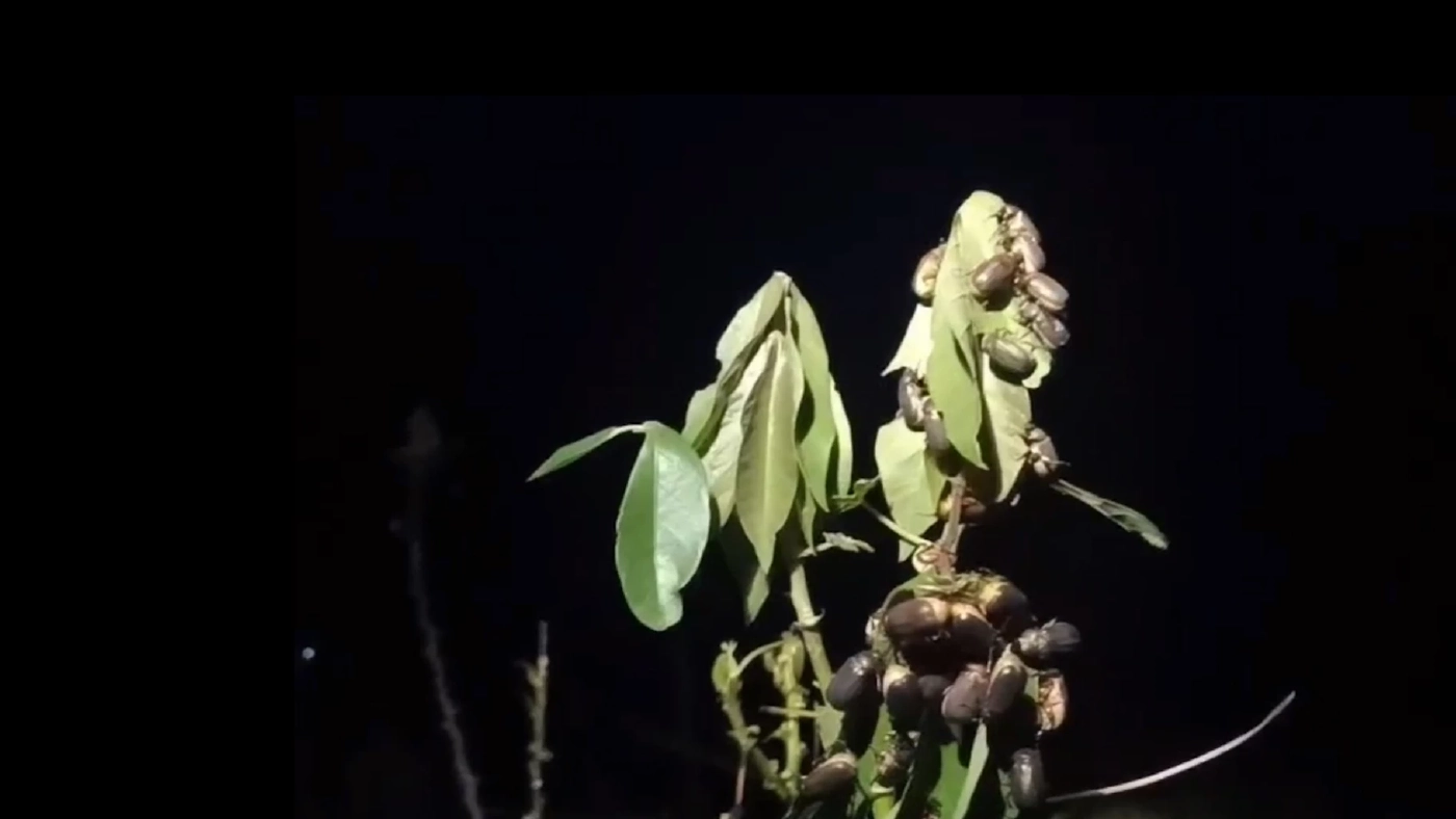 ชาวไร่มันขาย ' แมงอีนูน' รับวันละพันห้า!