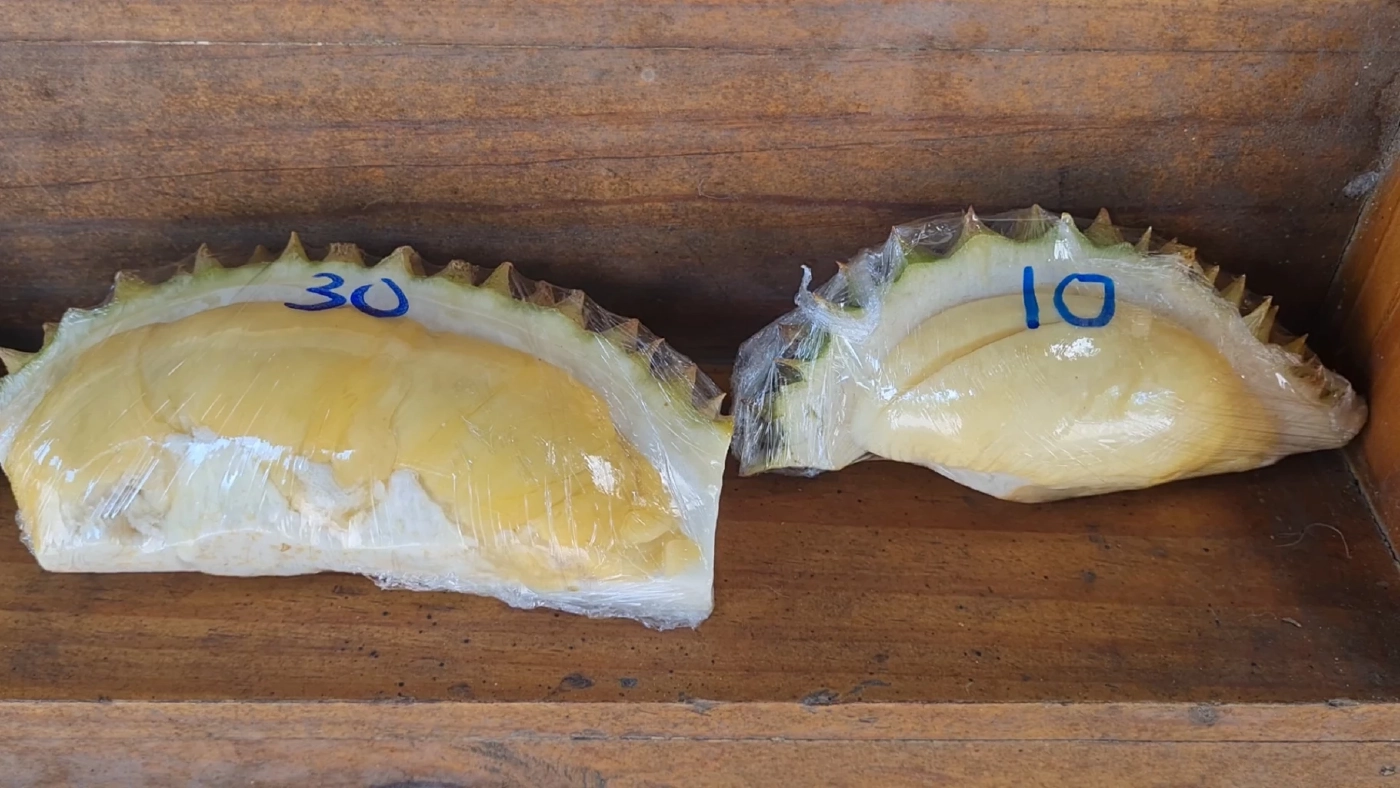 ผุดไอเดียเหมาทุเรียนเพื่อนมาขาย 10 บาท ลูกค้าซื้อคึกคัก