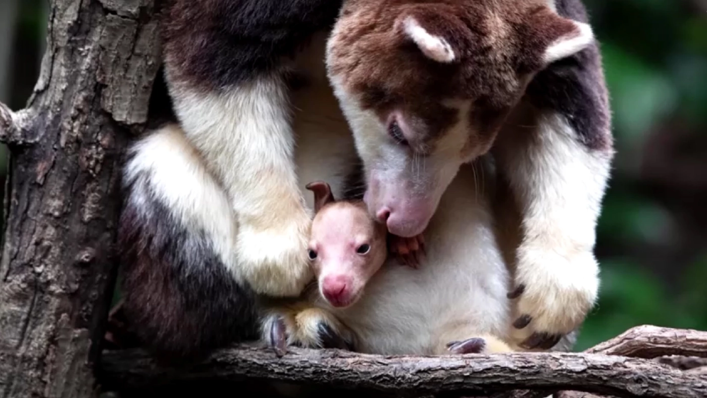 สวนสัตว์นิวยอร์กเผยโฉมลูกจิงโจ้ต้นไม้