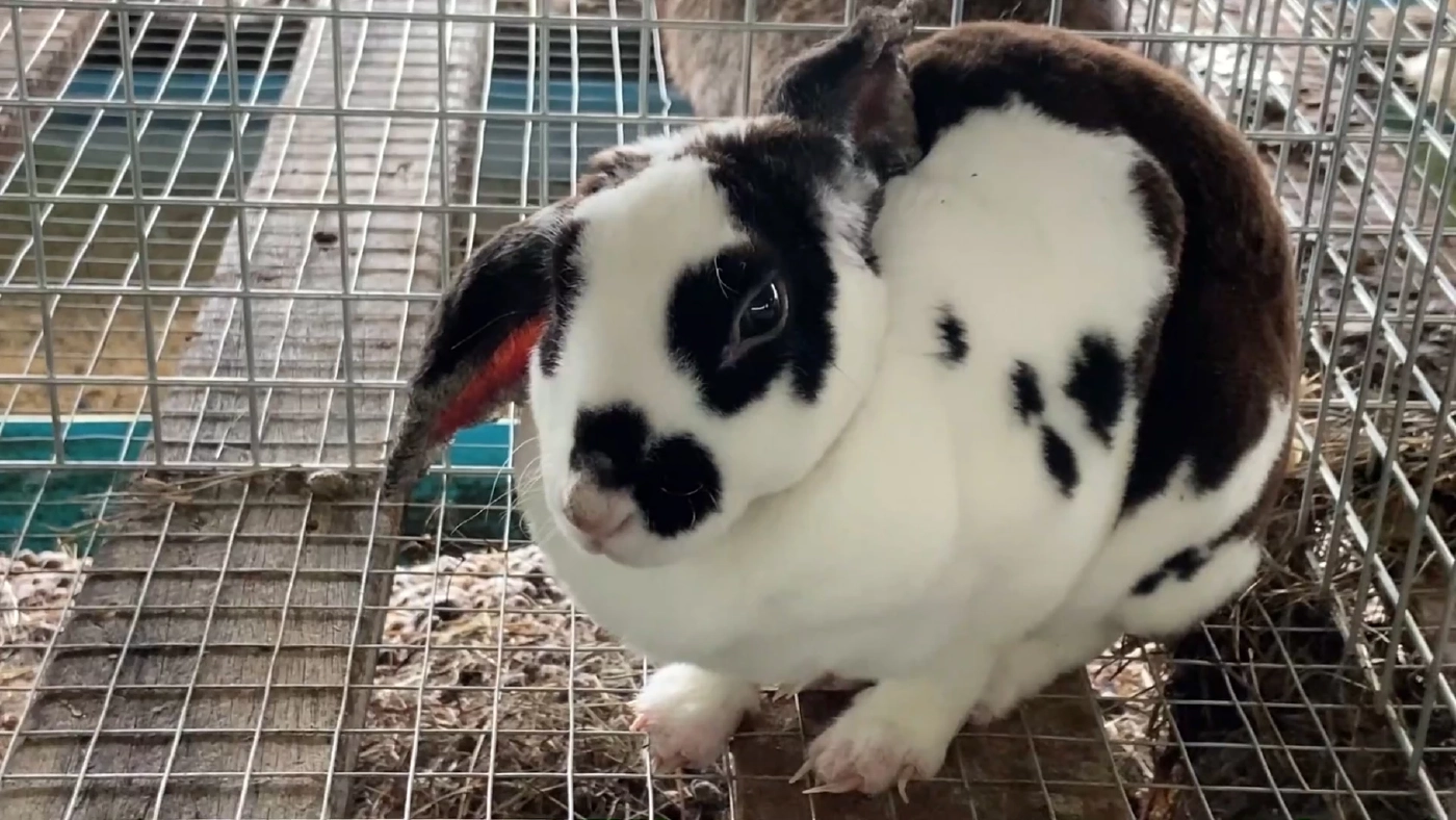 กระต่ายเนื้อต้นทุน 'ต่ำ' สุดปังราคาสูง 150 บาท/กก.