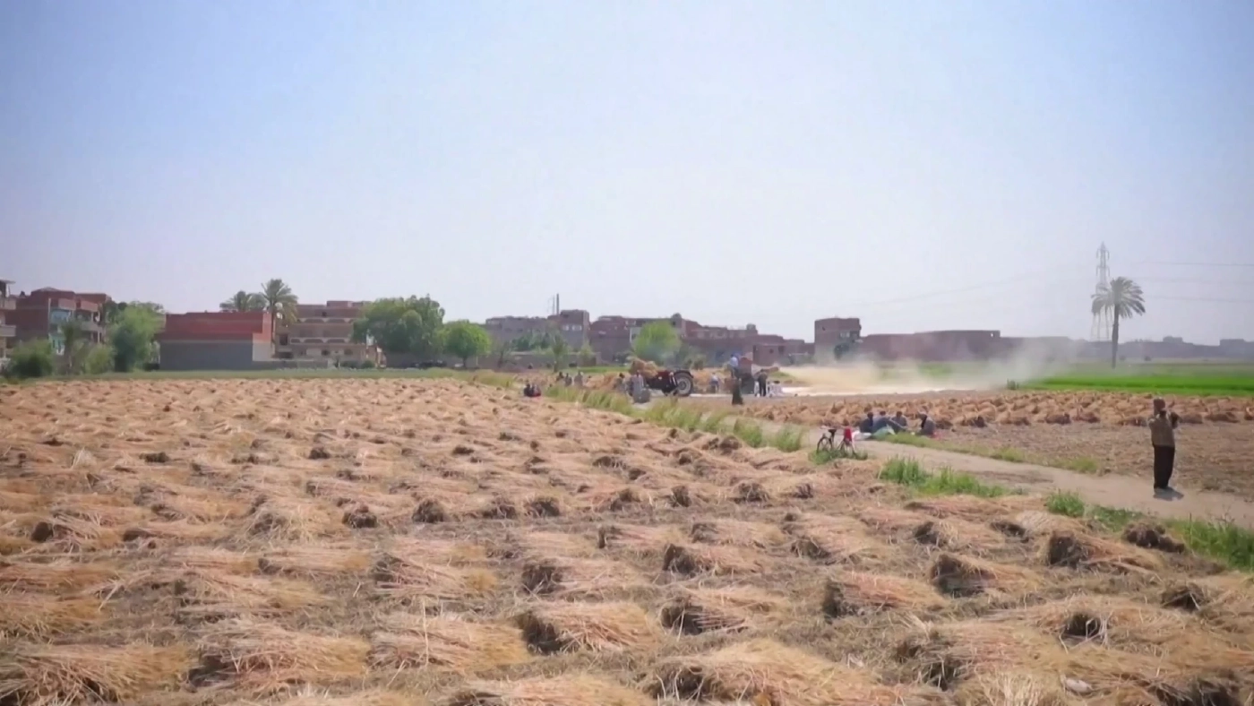 ยุ้งข้าวสาลีอินเดียช่วยโลกได้จริงหรือไม่