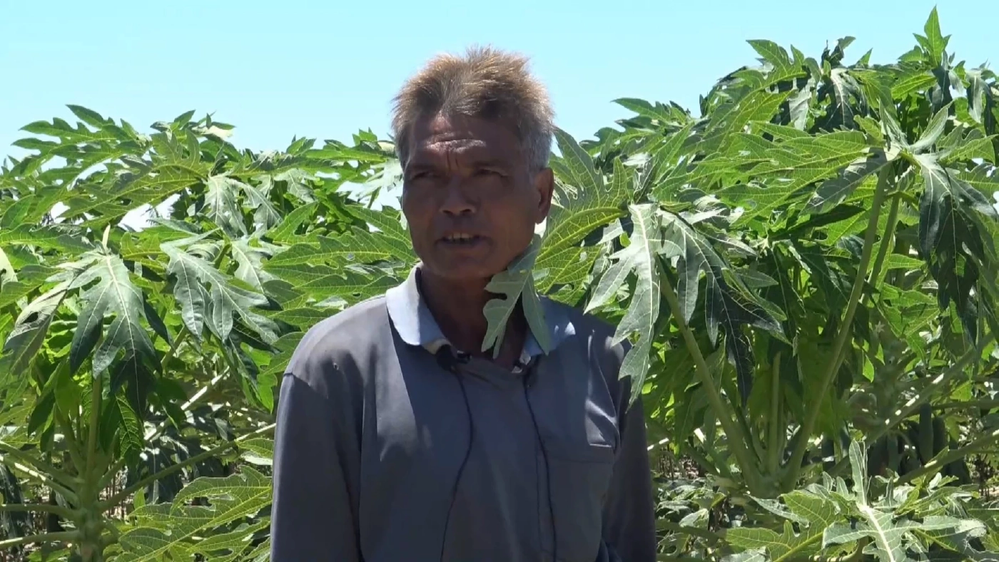 เปลี่ยนพื้นที่จากปลูกมันมาปลูกมะละกอแขกนวล ขายดีสร้างรายได้ฤดูแล้ง