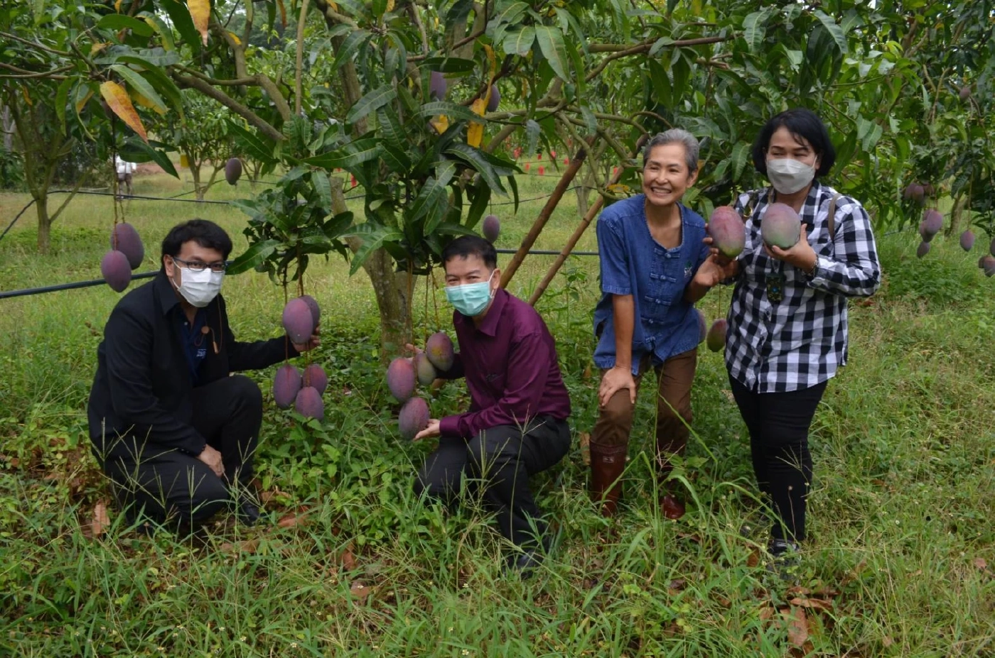 วช. ดัน“มะม่วงทับทิมทอง” สระแก้วเป็นพืชเศรษฐกิจ