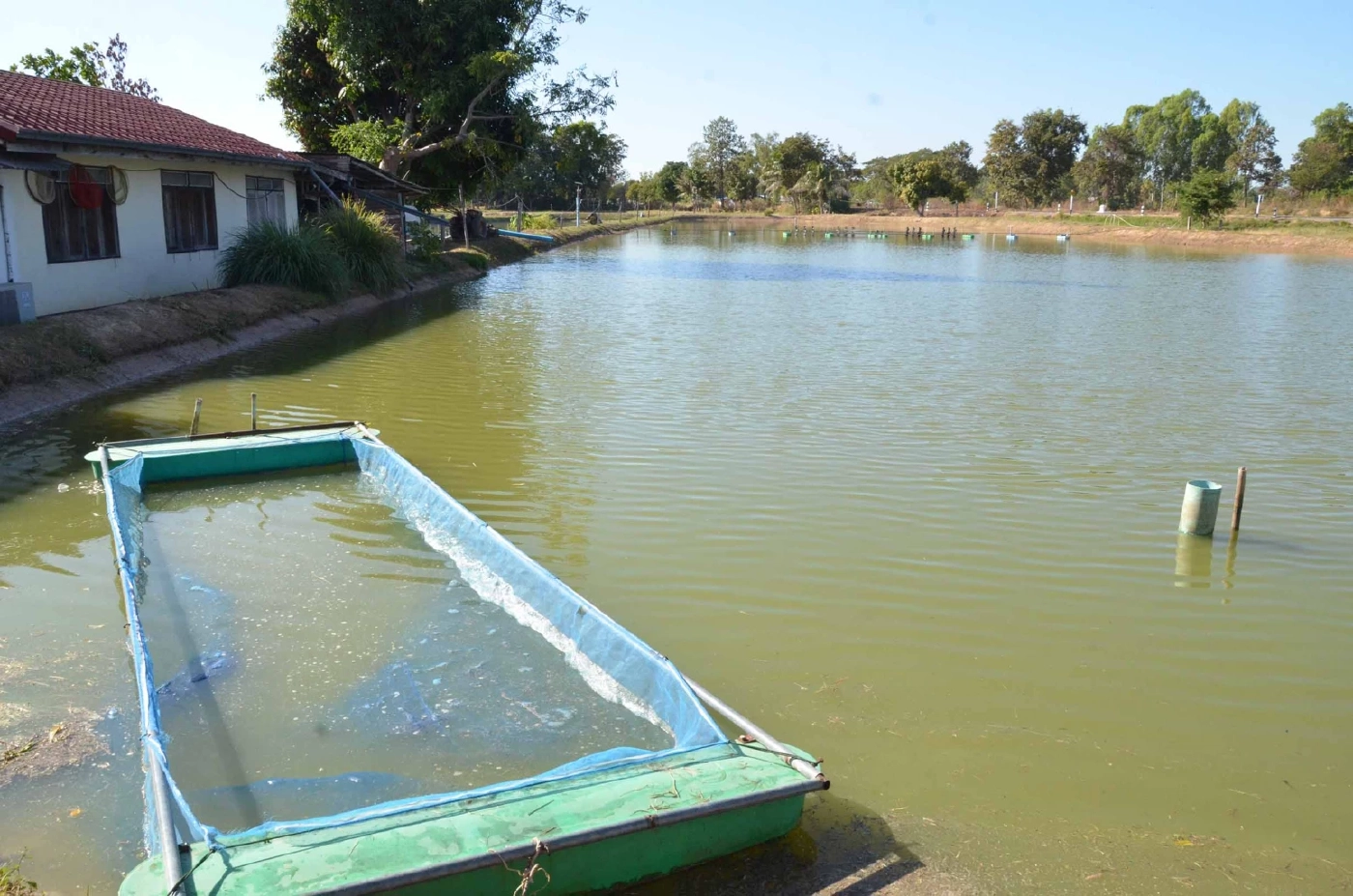 ผู้เลี้ยงกุ้งเฮ! ครม.ปรับหลักเกณฑ์เข้าถึงเงินกู้สถาบันการเงินง่ายขึ้น