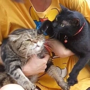 เปิดโฉม "แมวอ้วนตัวแสบ" ที่โซเชียลตามหา หลังแจ้งไรเดอร์ระวังนอนไม่หลบรถ 