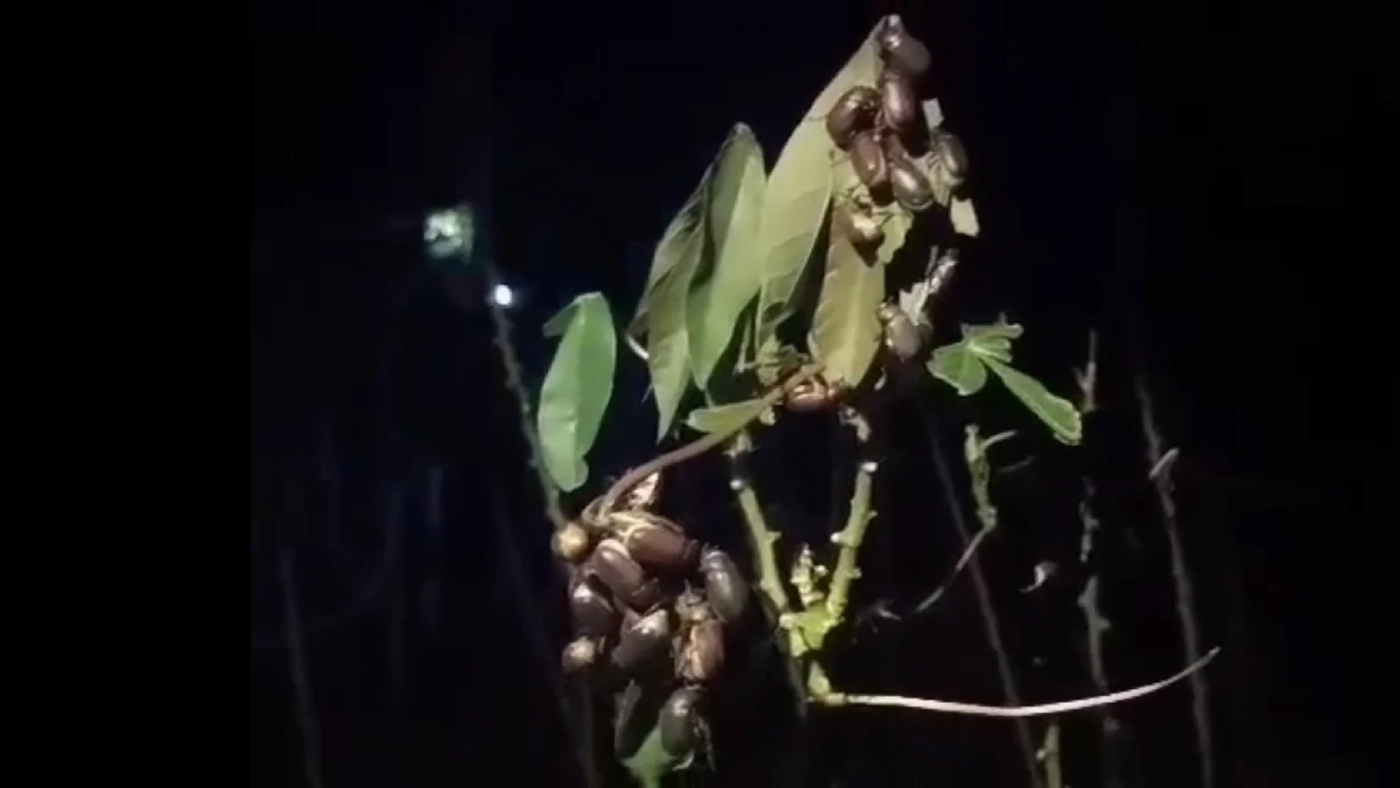 ชาวไร่มันขาย ' แมงอีนูน' รับวันละพันห้า!