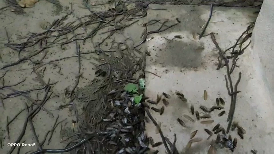 ผวาไส้เดือนนับล้านตัวบุกบ้านพักหวั่นเป็นลางบอกเหตุอาจเกิดน้ำท่วมใหญ่