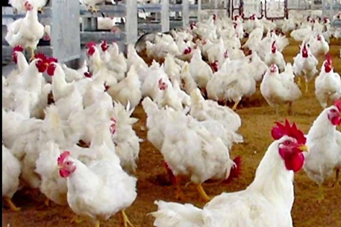 เฟกนิวส์ โรคเอดส์ในหมู-ไก่ ดร.ฉวีวรรณ ชี้ ทำเช่นนี้เท่ากับทำลายผู้เลี้ยง