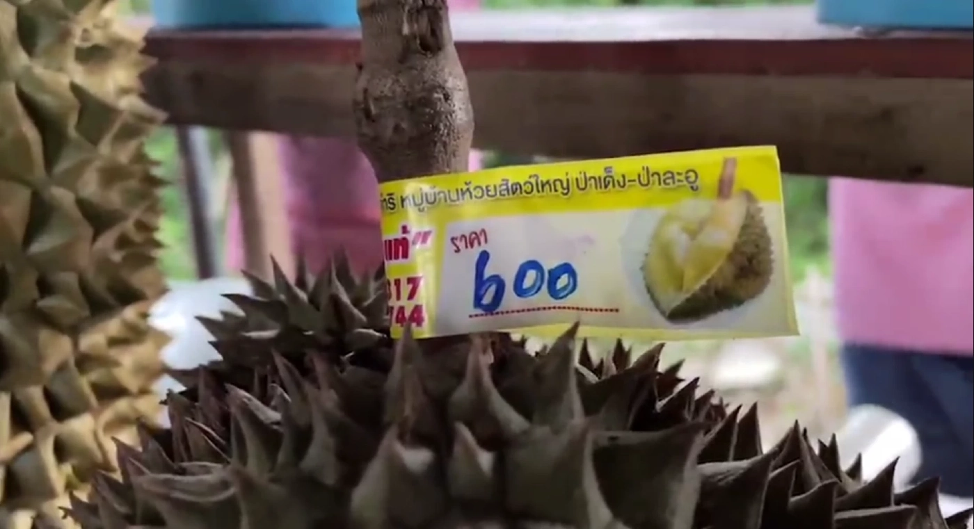 รองผู้ว่าประจวบฯ ฉุนกิ๋ก ลุยจับพ่อค้าหัวใส แอบสวมรอย "ทุเรียนป่าละอู"