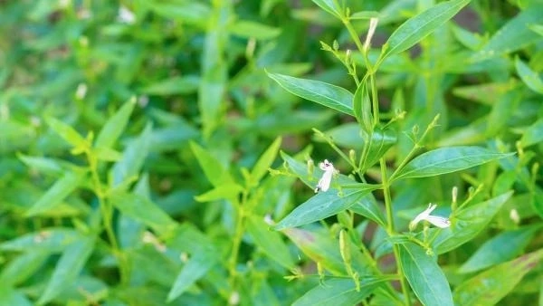 หมอธีระวัฒน์ ไขความจริง กินฟ้าทะลายโจร มีพิษต่อตับหรือไม่ รู้กันตรงนี้