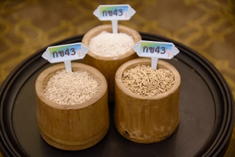 เปิดขั้นตอนลงทะเบียนรับฟรี "พันธุ์ข้าวพระราชทาน" เนื่องในวันพืชมงคล 2565