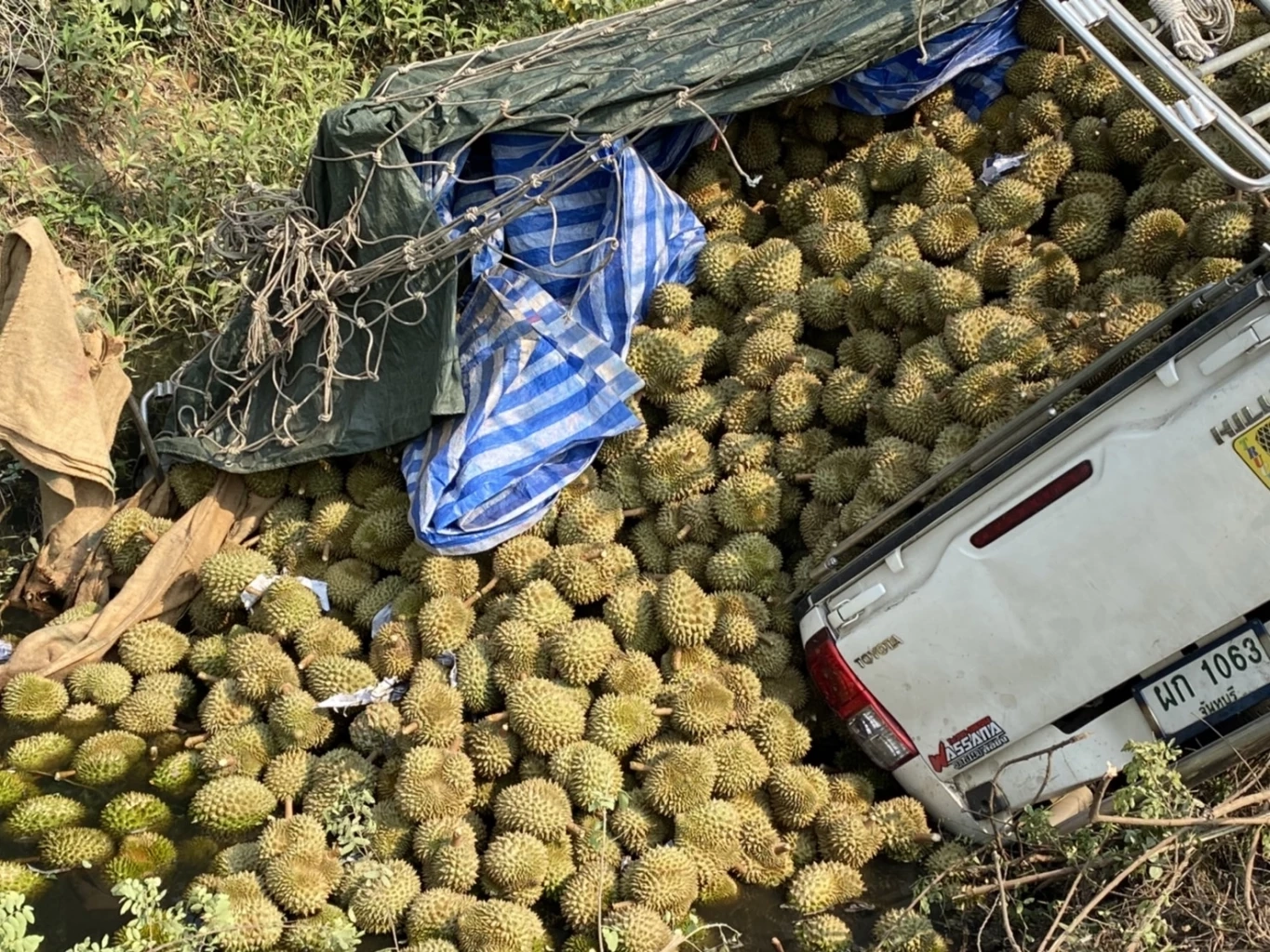 หนุ่มขนทุเรียน 4 ตันวูบตกข้างถนนต้องเร่งให้ทันส่งสงกรานต์