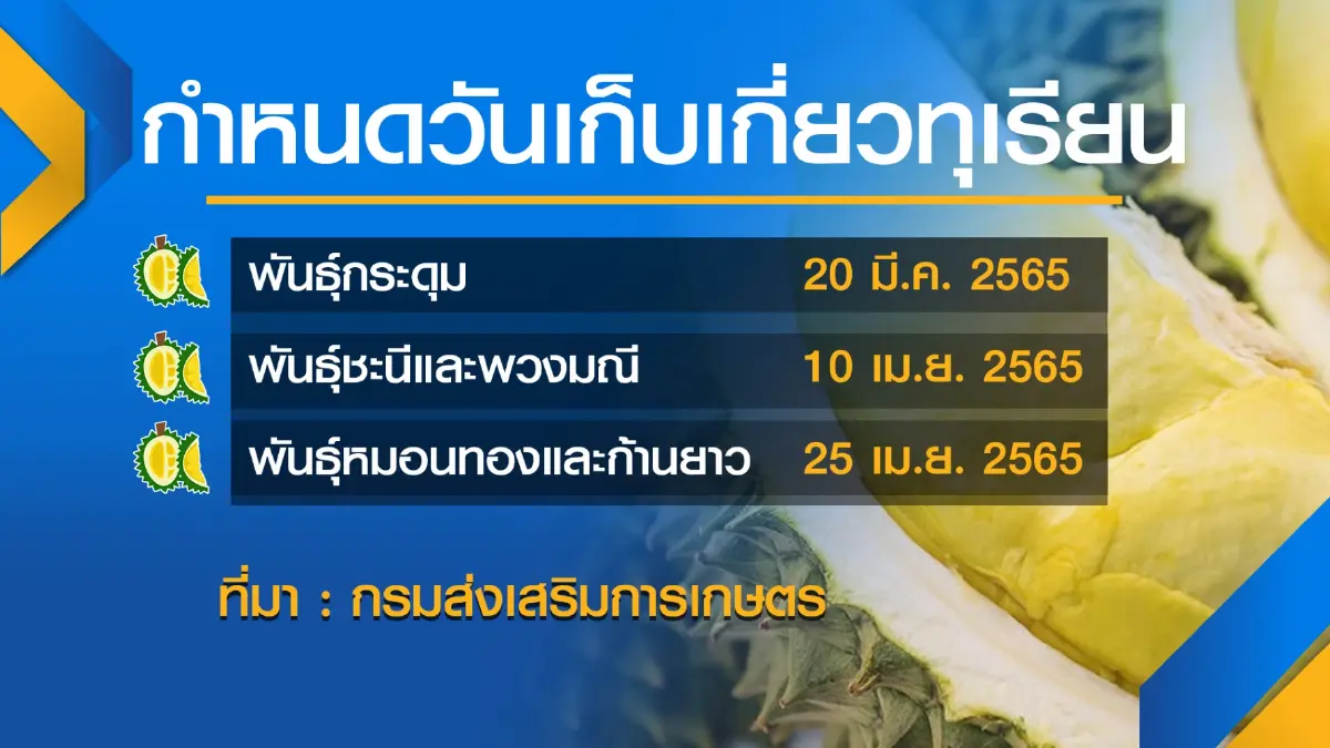 ชาวสวนแห่ส่งตรวจ 'ทุเรียน' หลังรัฐคุมเข้ม