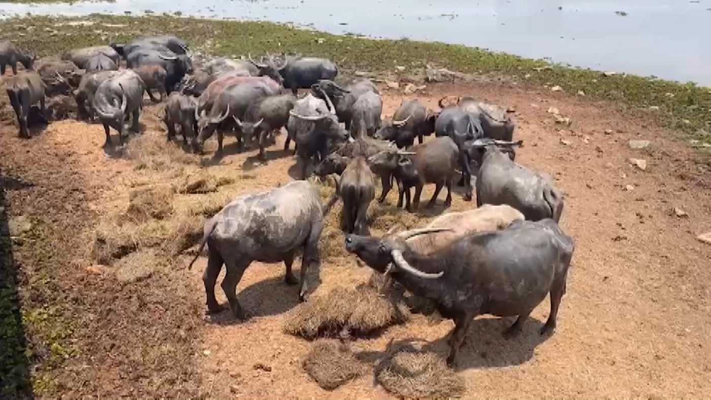 รัฐเร่งช่วย 'ควายน้ำ' ทะเลน้อยตายเกือบร้อยตัว