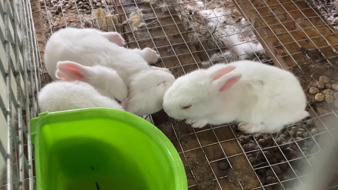 กระต่ายเนื้อต้นทุน 'ต่ำ' สุดปังราคาสูง 150 บาท/กก.