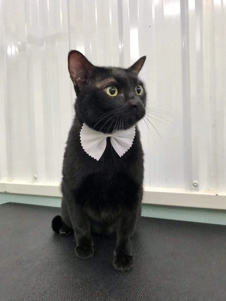 เปิดโฉม "แมวอ้วนตัวแสบ" ที่โซเชียลตามหา หลังแจ้งไรเดอร์ระวังนอนไม่หลบรถ 