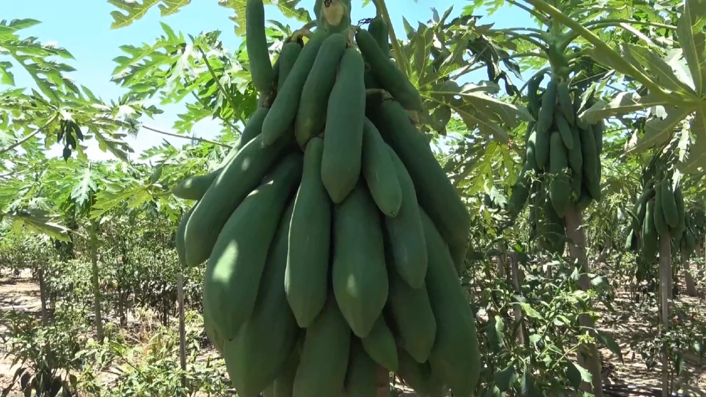 เปลี่ยนพื้นที่จากปลูกมันมาปลูกมะละกอแขกนวล ขายดีสร้างรายได้ฤดูแล้ง