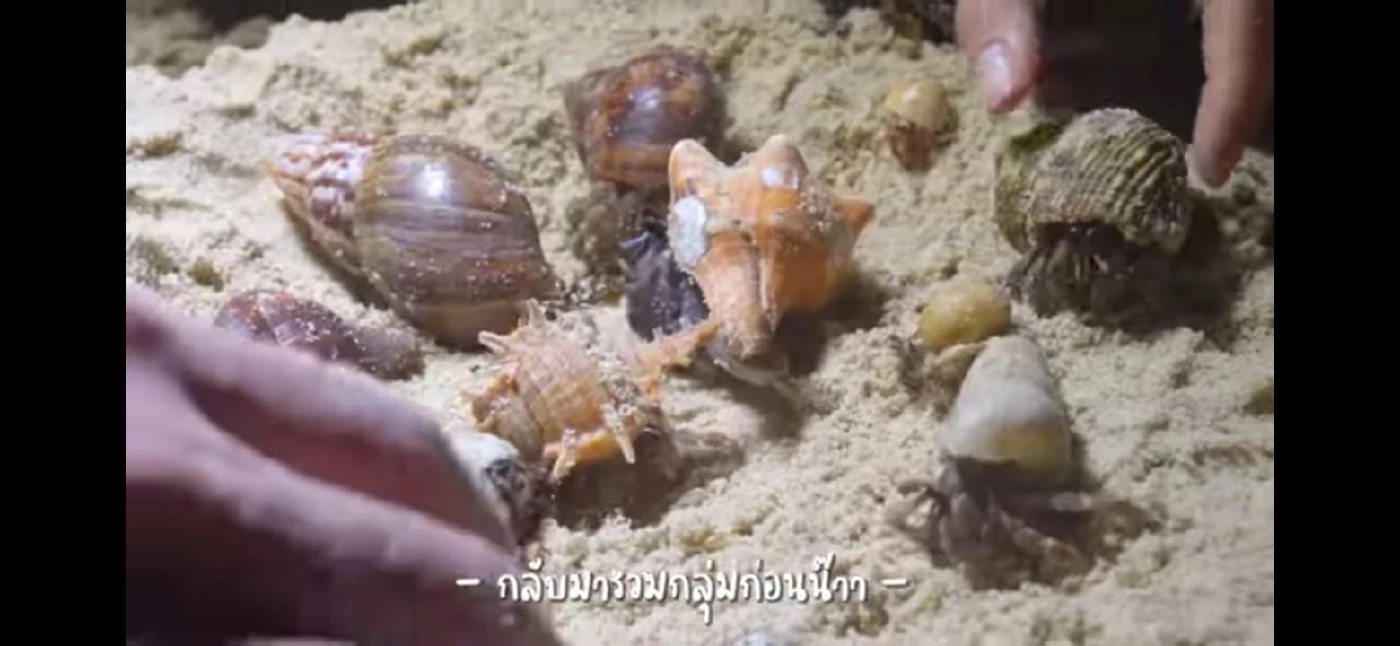 ดราม่ายูทูบเบอร์ดัง จับปูเสฉวนไปเลี้ยง นักอนุรักษ์กราบเท้าขอ 15 ชีวิตคืน