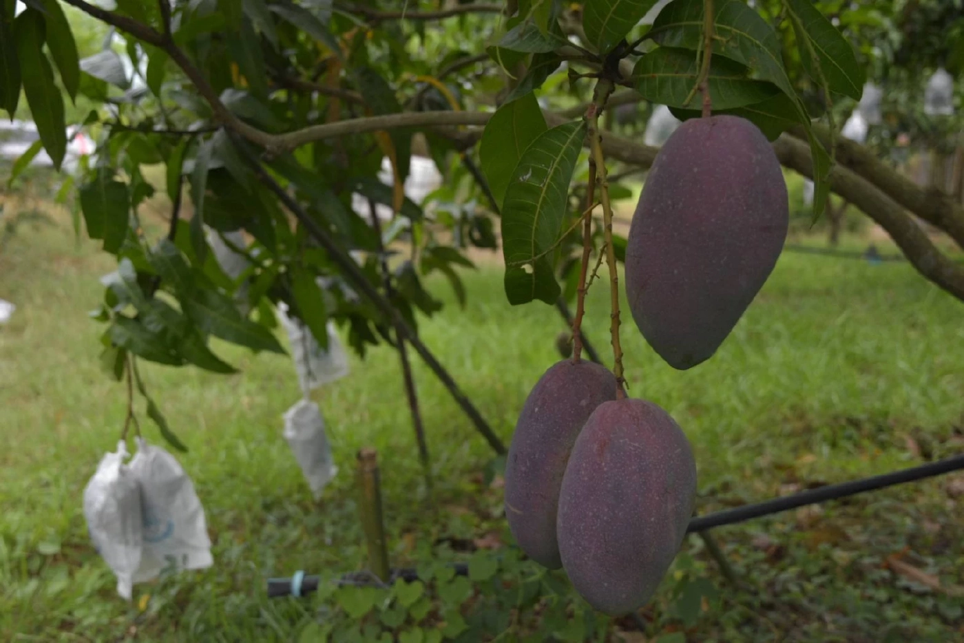 วช. ดัน“มะม่วงทับทิมทอง” สระแก้วเป็นพืชเศรษฐกิจ