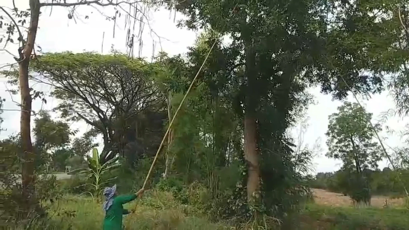 แหย่ไม่ทันขาย! 'ไข่มดแดง' ราคาพุ่ง 500 บาท/กก.