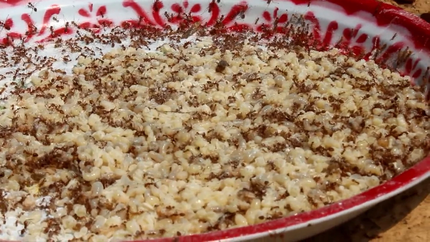 แหย่ไม่ทันขาย! 'ไข่มดแดง' ราคาพุ่ง 500 บาท/กก.