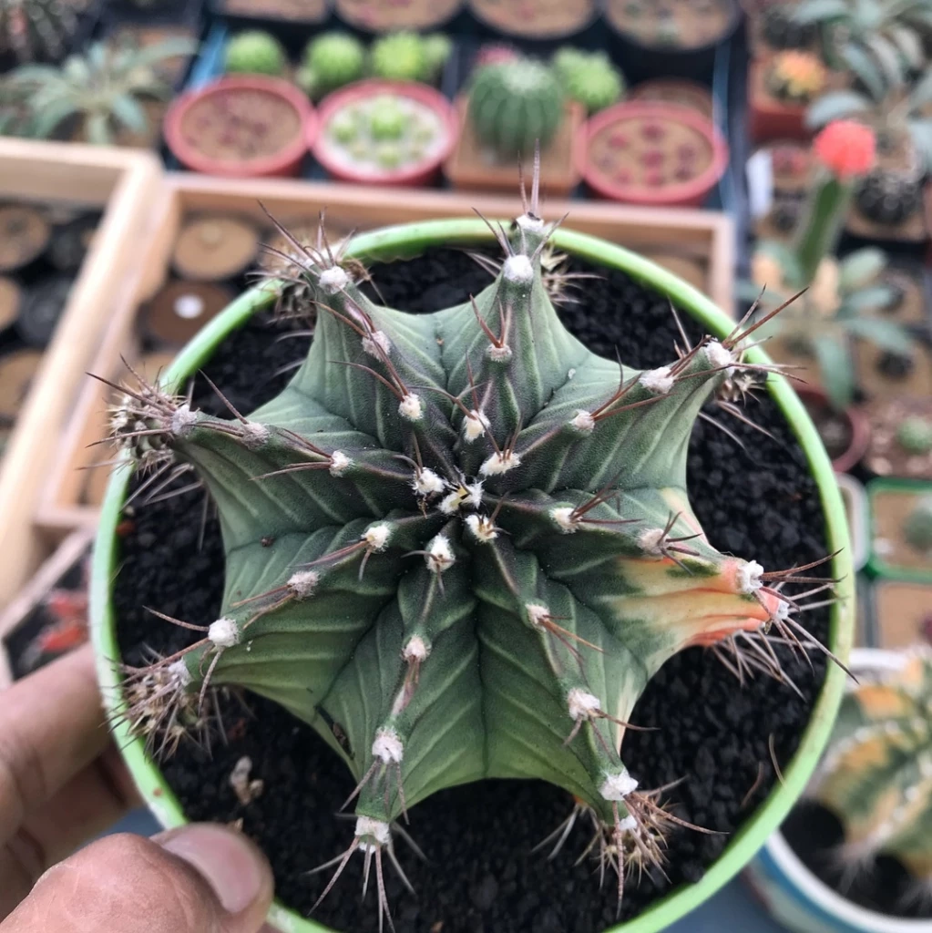 “โก๊ะตี๋” เคลียร์ดราม่าปีชงเงินหด! ปลูกกระบองเพชรแคคตัสเลี้ยงชีพ