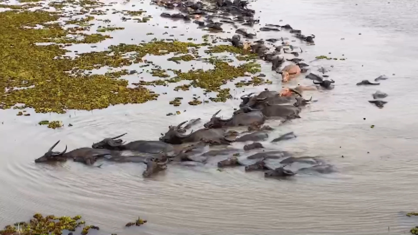 รัฐเร่งช่วย 'ควายน้ำ' ทะเลน้อยตายเกือบร้อยตัว