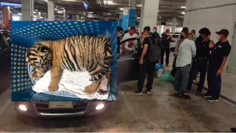 ชาวเน็ตใจพอง น้องขวัญลูกเสือโคร่งวัย 4 เดือนที่ ปทส. ช่วยมาได้ยังแข็งแรง