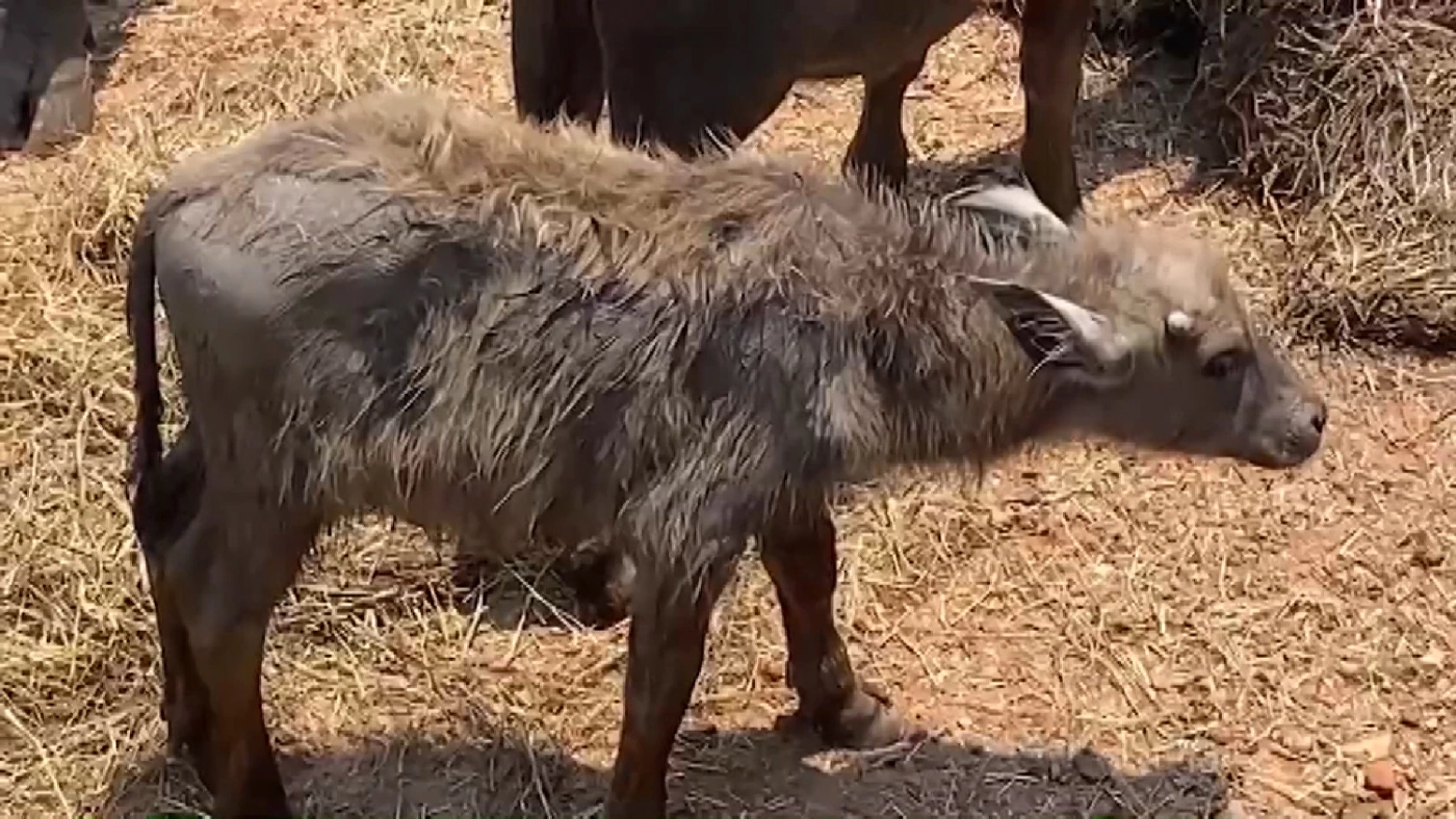 รัฐเร่งช่วย 'ควายน้ำ' ทะเลน้อยตายเกือบร้อยตัว