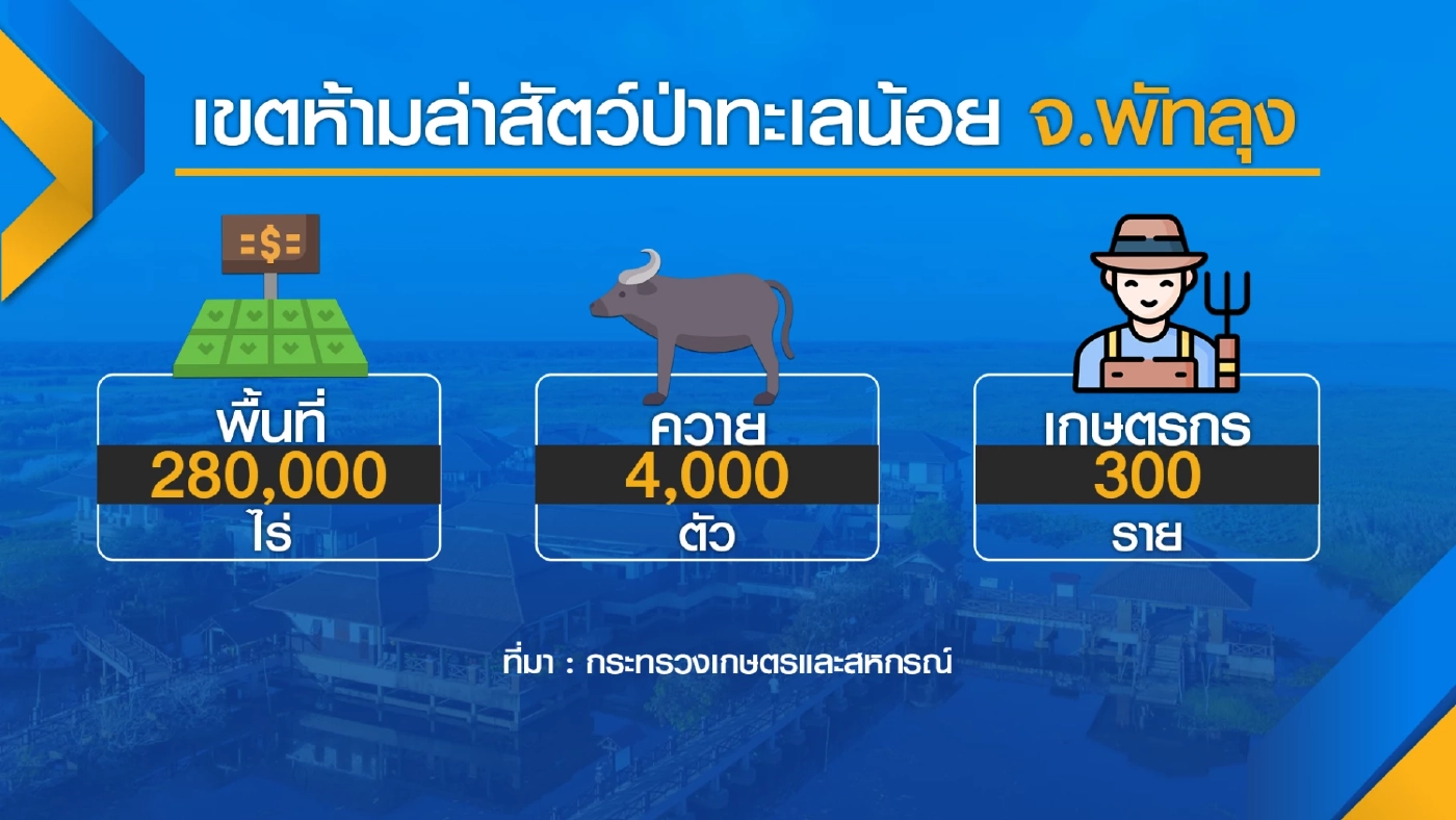 รัฐเร่งช่วย 'ควายน้ำ' ทะเลน้อยตายเกือบร้อยตัว