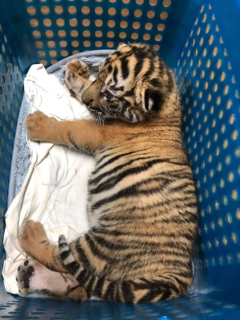 ปทส.รวบ 3 ผตห.ลักลอบค้า“ลูกเสือโคร่ง”